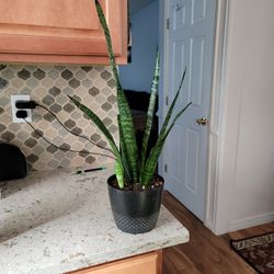 Sansevieria (Snake Plant / Mother-in-Law's Tongue)