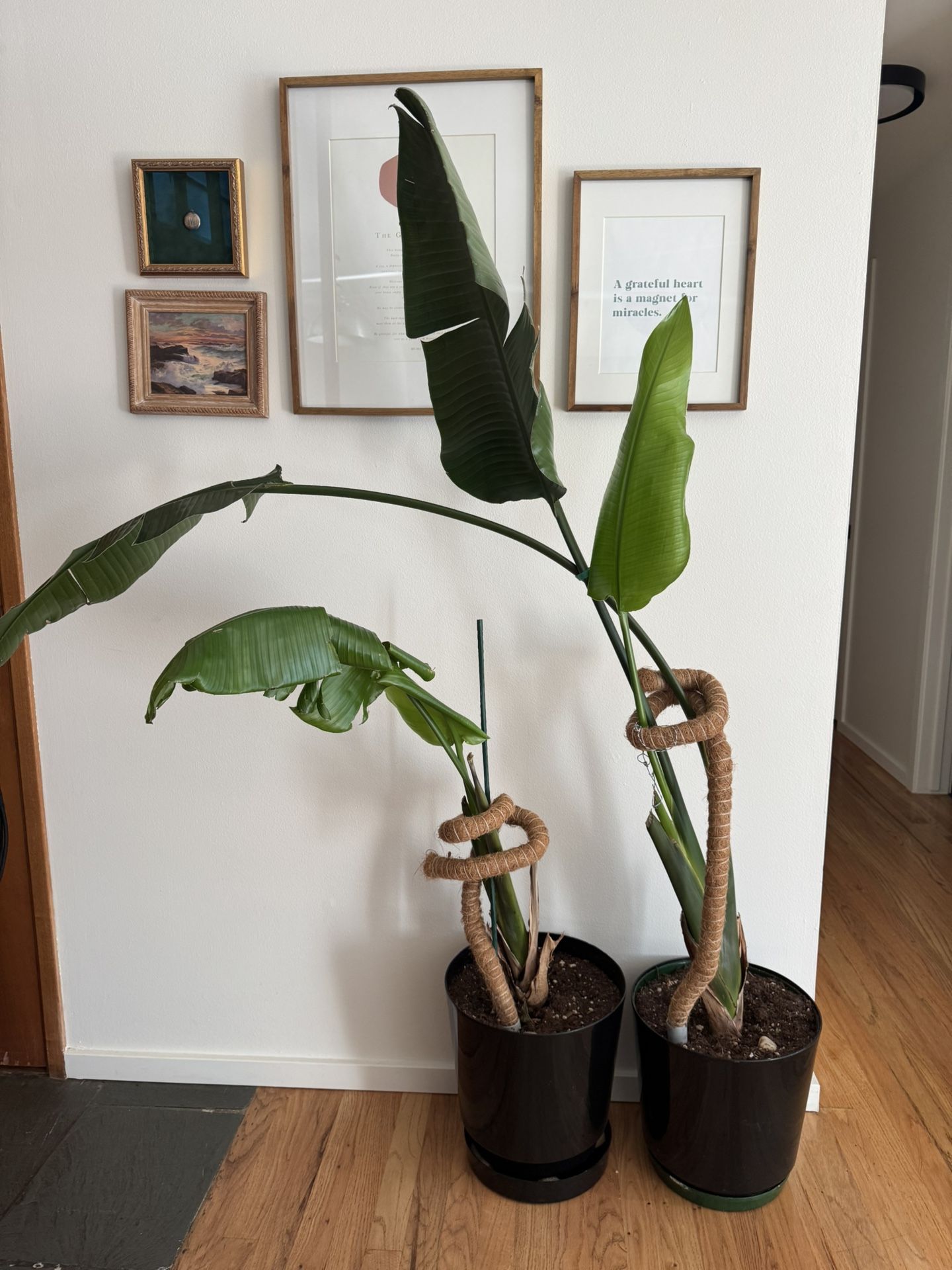 Bird Of Paradise Plants 