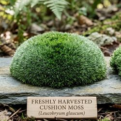 Live Pincushion Moss (Leucobryum glaucum)