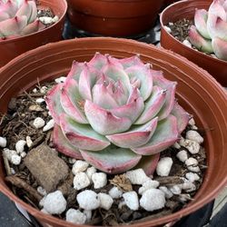 Succulents Echeveria Silhouette 