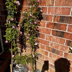 Climber Roses 