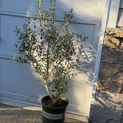 Fruit Bearing Olea europaea Olive Tree