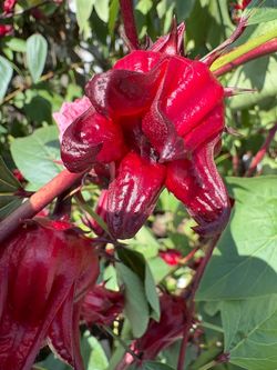 Fresh Hibiscus flowers ( 6 inch lunch bags )