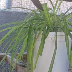 🪴 Evergreen Spider Plant
🪴 Cinta Siempreverde
