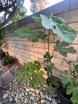 Fig tree