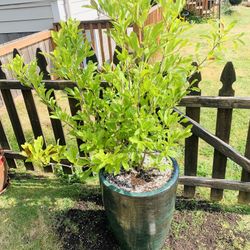 Live outdoor Royal Star Magnolia white flowering tree plant in a textured ceramic planter pot—firm price