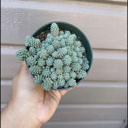 4β Sedum Major