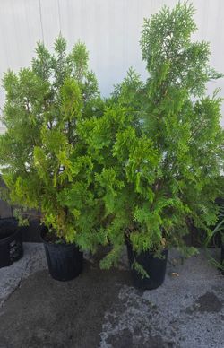 Pine tree