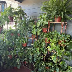 Healthy Houseplants for $18 Each