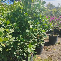 Clusia Hedges 15gl 5ft 🏡$40