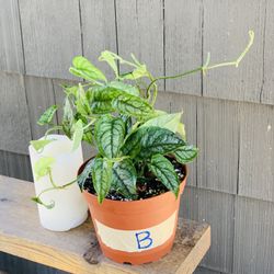 Live Monstera Siltepecana plant in a plastic nursery pot—firm price