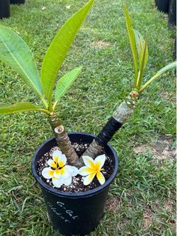 2 Color Plumeria with graft.  Plant is Celadine and Bali Whirl graft