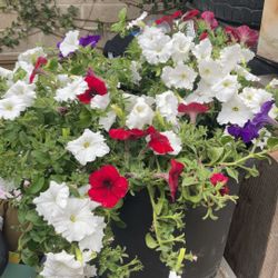 Sat Flower Sale 3710 Merrimac Ave   92117