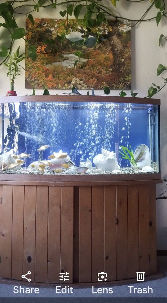 55 Gallon Fish Tank