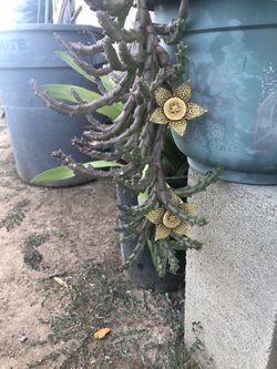 Suculenta con flores