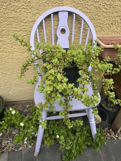 Healthy Elephant Bush Live Plant !