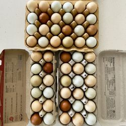 Fresh Organic Eggs Freshly Squeezed from Spoiled Free-Range Chickens 🐓 