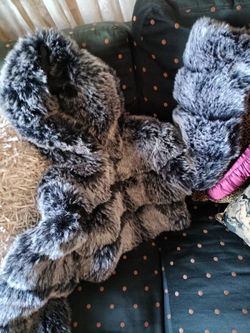 Jacquet/chaqueta