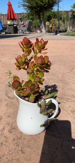 Mini Stressed Jade