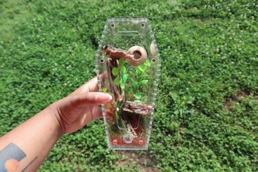 Coffin shaped jumping spider enclosure