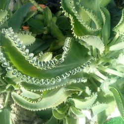 Kalanchoe pinnata 