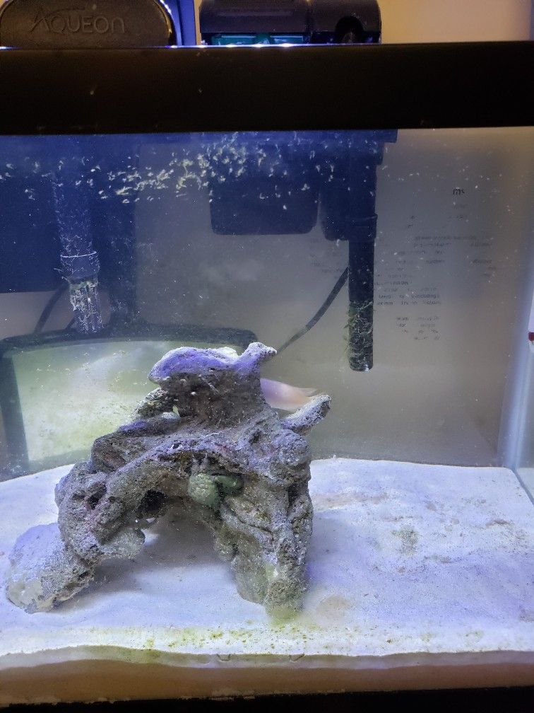 10g Saltwater Fish Tank For Sale. 