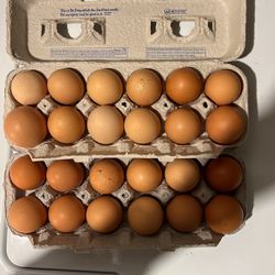 Fresh Range, Free Eggs