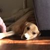 Nora
