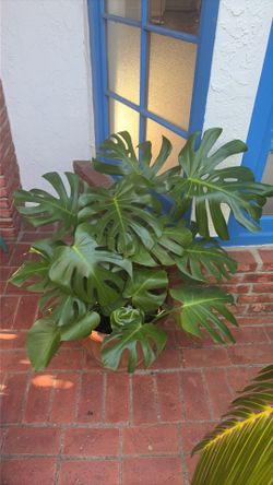 Monstera Deliciosa tropical houseplant 8” pot