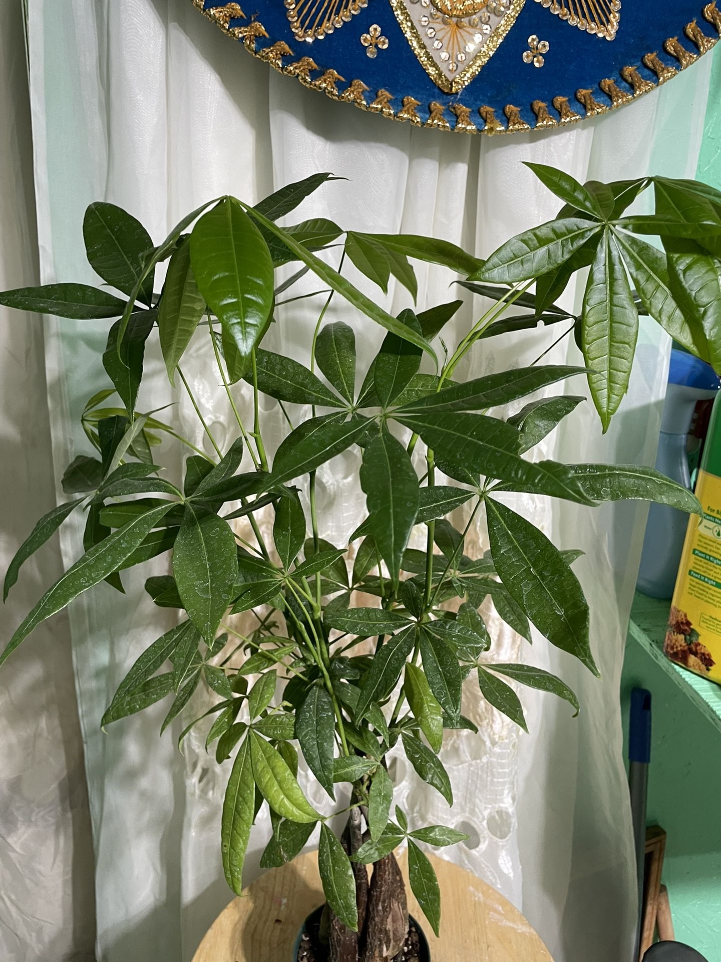 Huge Beautiful Money Tree Like 3 Ft Tall