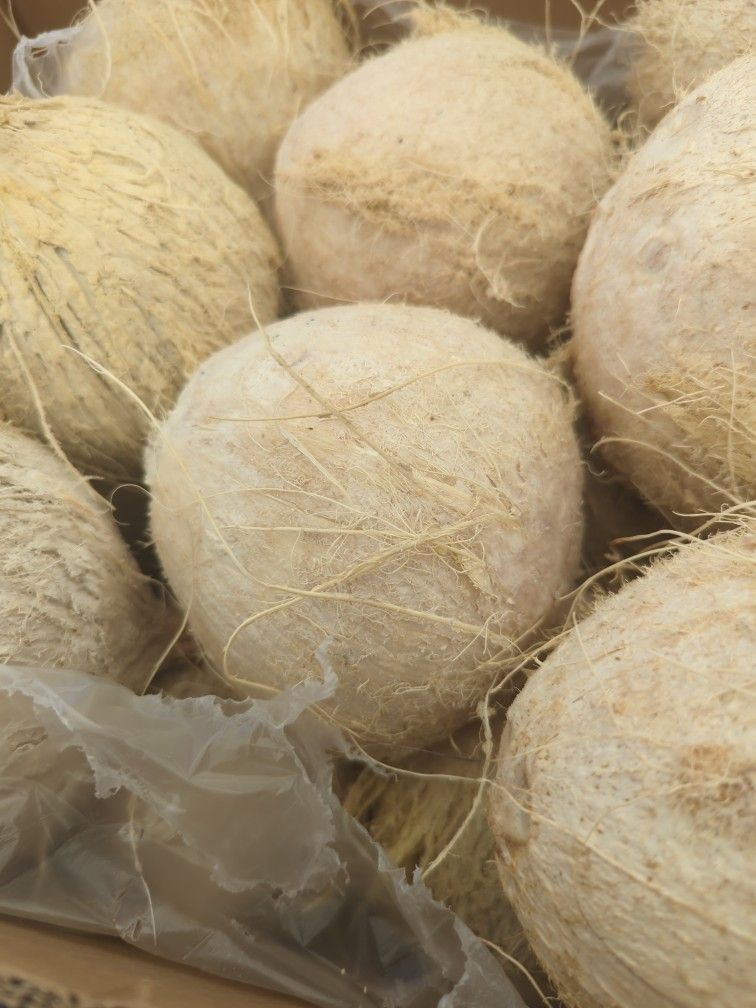 Cocos Tiernos Y Frios