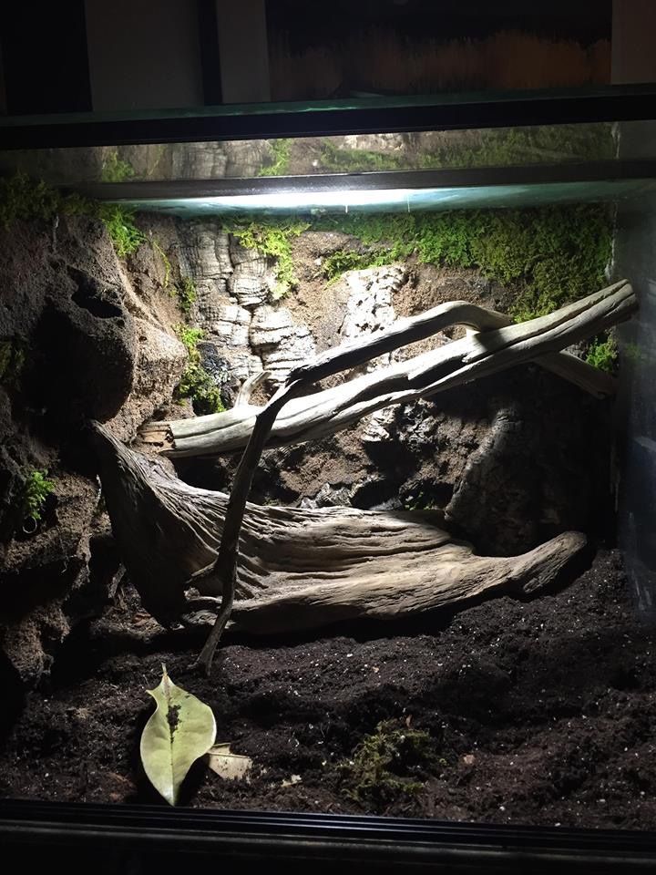 Euro style vivarium terrarium with or without dart frogs