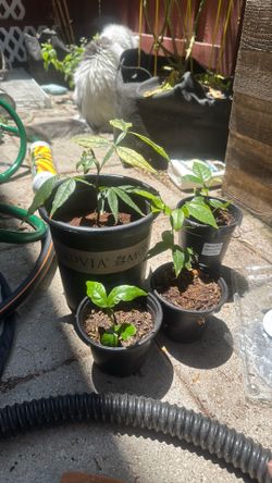 Ice Cream Bean tree saplings
