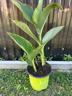 Canna Lilies