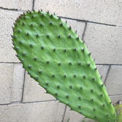 Nopales