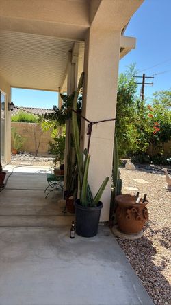 Huge cSan Pedro cactus