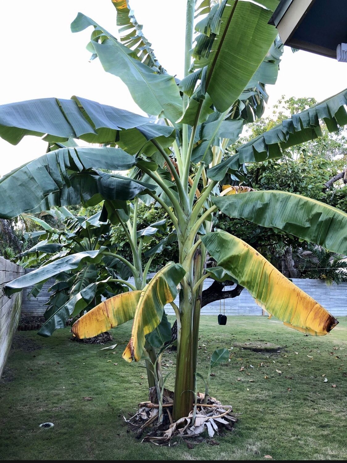 Blue Java Banana Tree Pup