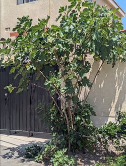 Fig Tree 10'