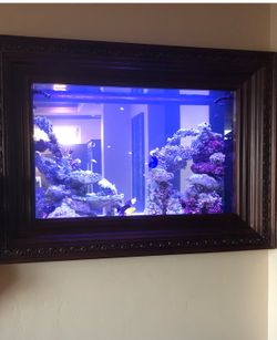 Gorgeous fish tank
