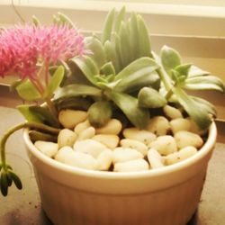 Succulents