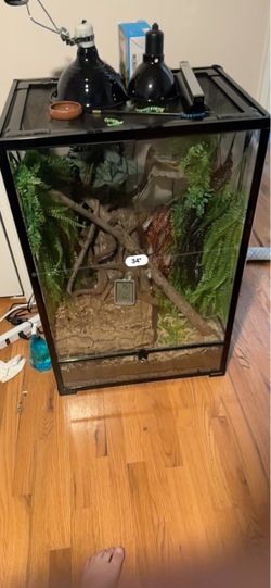 Complete Crested Gecko Setup (2x2x3 Bioactive) EVERYTHING INCLUDED