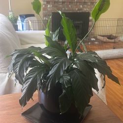 Peace Plant & Pot