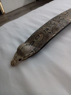 Real snakeskin belt