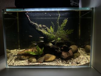 3 gallon Fish Tank