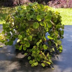 Creeping Charlie, mature plant, in a 12" Glazed Cera