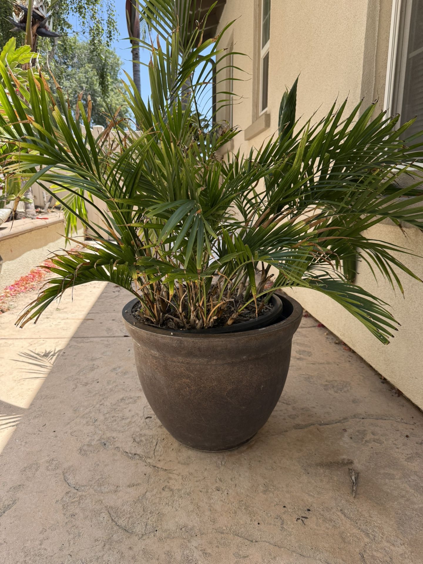 Potted Palm