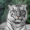 Blanca