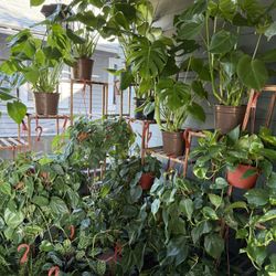 Lots Of Indoor/Houseplants For Sale