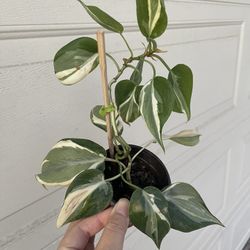 Philodendron Rio Plant 