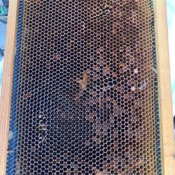 Bee Frame 